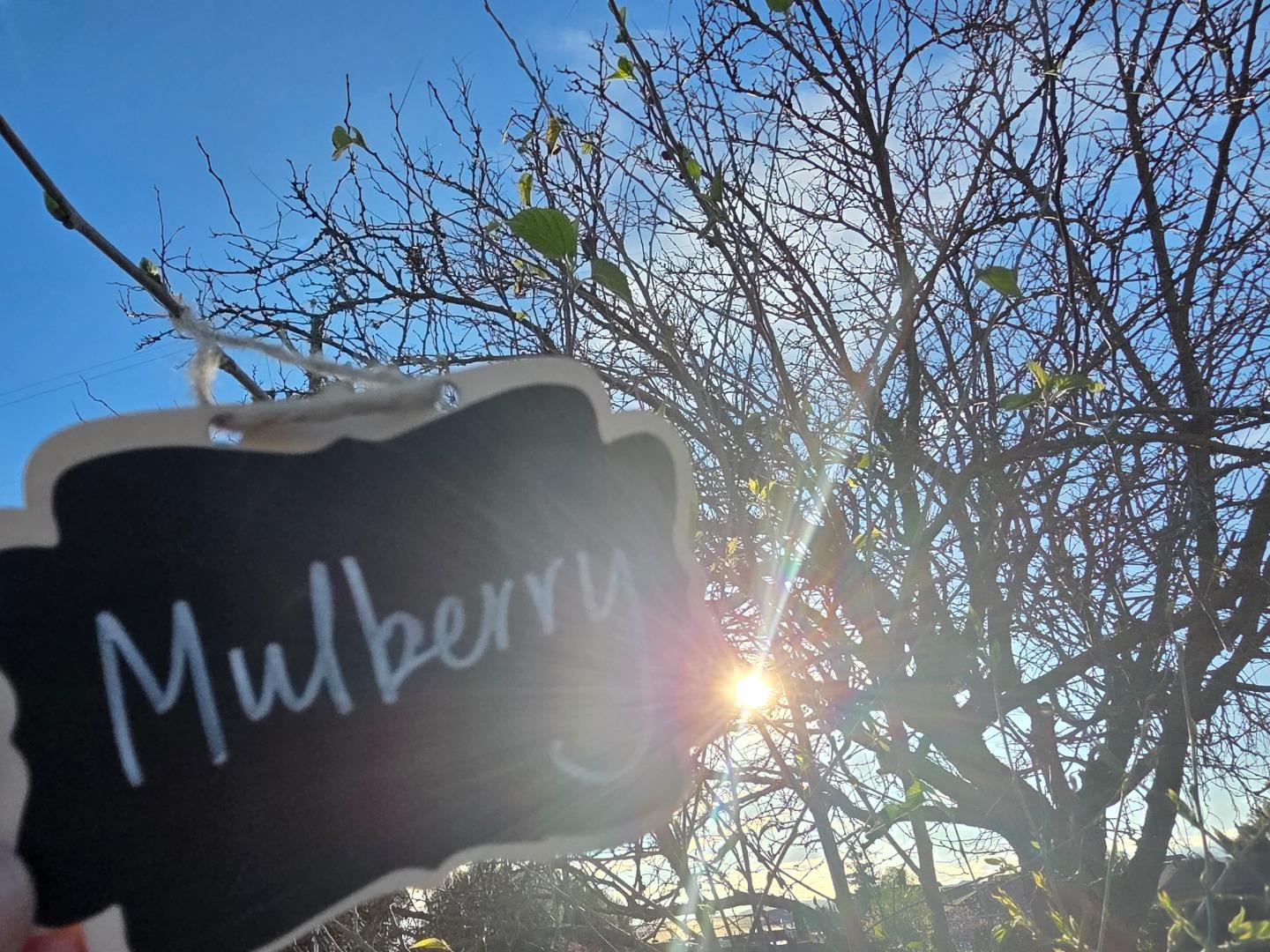 Detail Gallery Image 48 of 52 For 14200 Sycamore Ave, San Martin,  CA 95046 - 2 Beds | 1/1 Baths