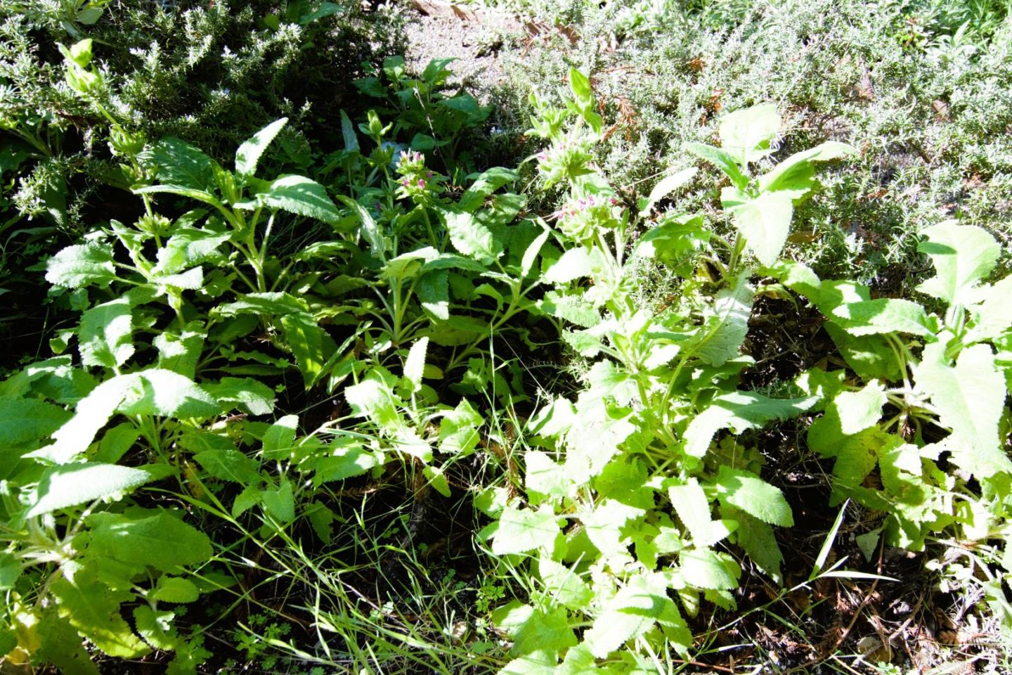 Detail Gallery Image 43 of 43 For 435 Tabor Dr, Scotts Valley,  CA 95066 - 3 Beds | 2 Baths