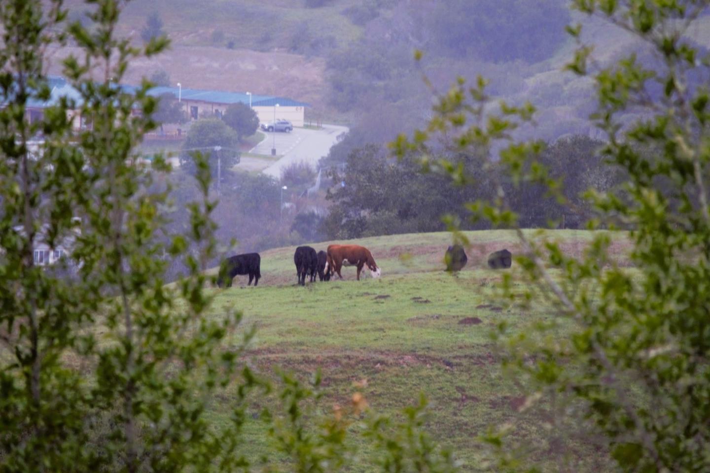 Detail Gallery Image 5 of 40 For 435 Tabor Dr, Scotts Valley,  CA 95066 - 3 Beds | 2 Baths