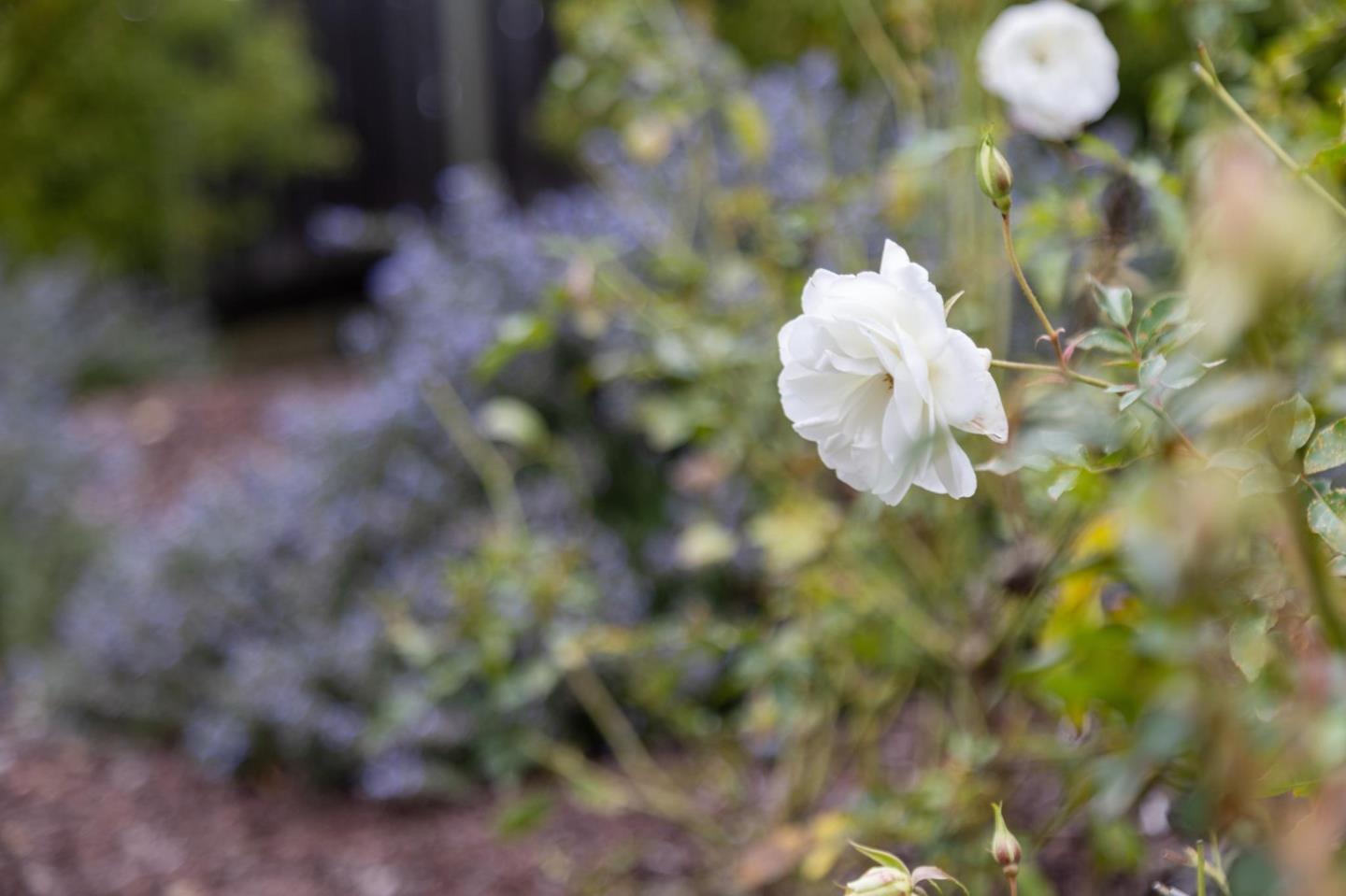 Detail Gallery Image 59 of 81 For 15212 Janor Ct, Monte Sereno,  CA 95030 - 4 Beds | 3 Baths