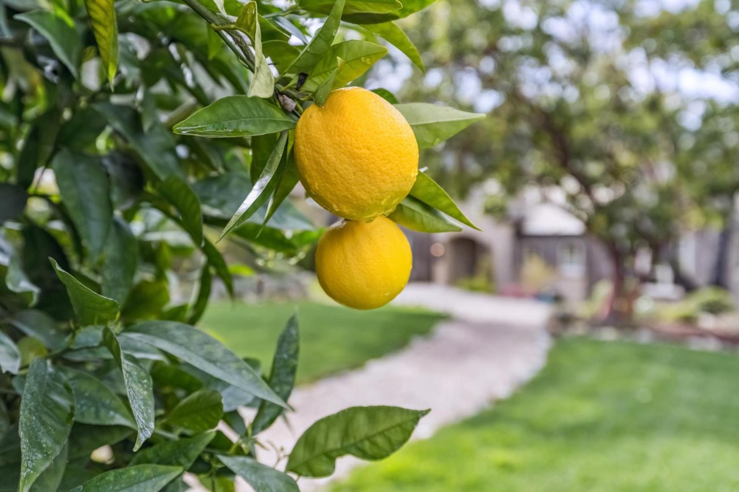 Detail Gallery Image 106 of 121 For 90 Reservoir Rd, Los Gatos,  CA 95030 - 5 Beds | 6/1 Baths