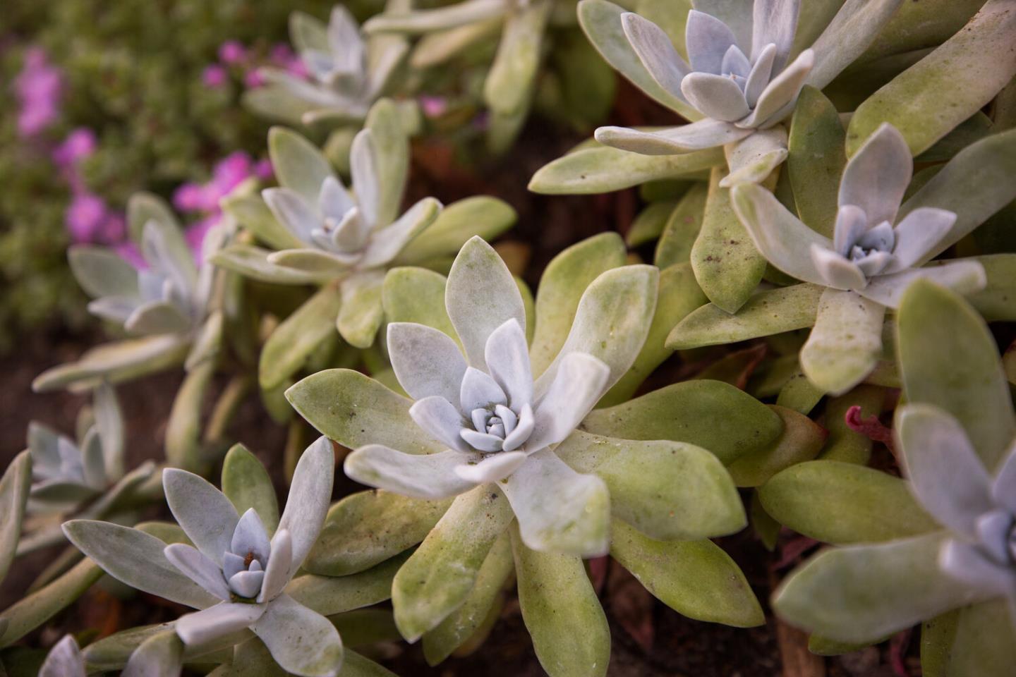 Detail Gallery Image 95 of 100 For 157, 163 Spindrift Rd, Carmel,  CA 93923 - 13 Beds | 13/4 Baths