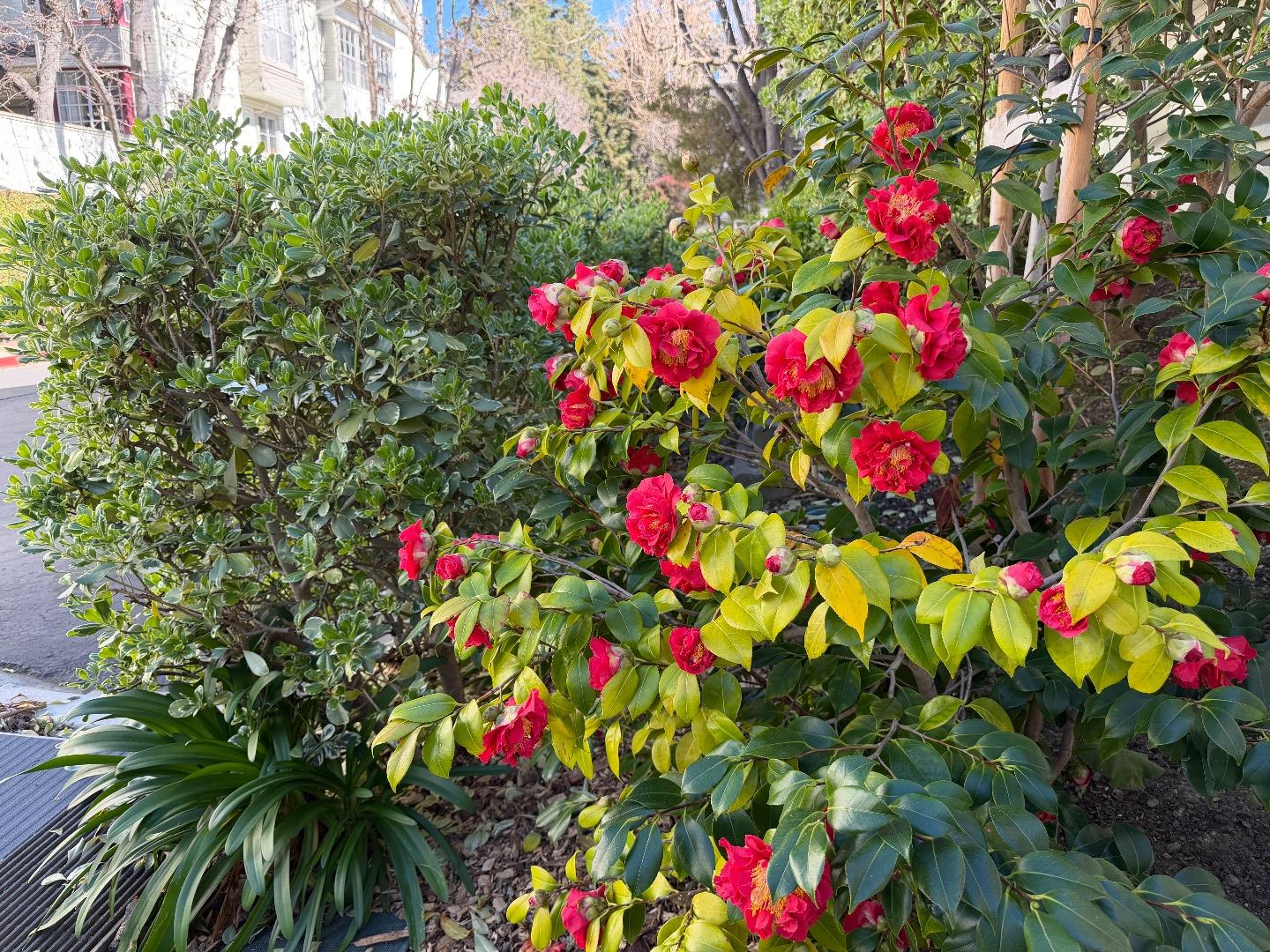 Detail Gallery Image 34 of 35 For 972 Belmont Ter #7,  Sunnyvale,  CA 94086 - 2 Beds | 2/1 Baths