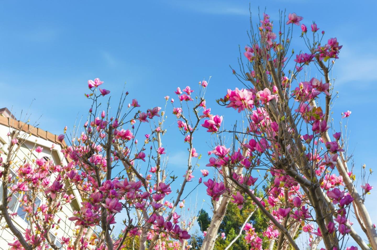 Detail Gallery Image 3 of 62 For 509 Porpoise Bay Ter #C,  Sunnyvale,  CA 94089 - 3 Beds | 2/1 Baths