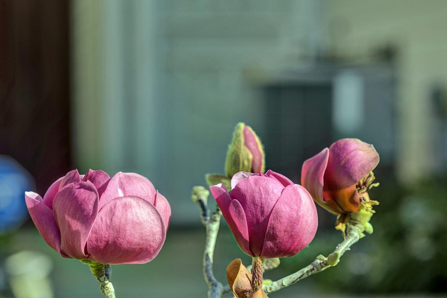 Detail Gallery Image 4 of 41 For 5254 Country Forge Ln, San Jose,  CA 95136 - 3 Beds | 2/1 Baths