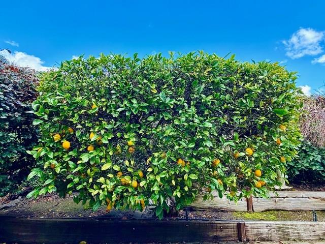 Detail Gallery Image 20 of 28 For 225 Mount Hermon Rd #217,  Scotts Valley,  CA 95066 - 2 Beds | 2 Baths