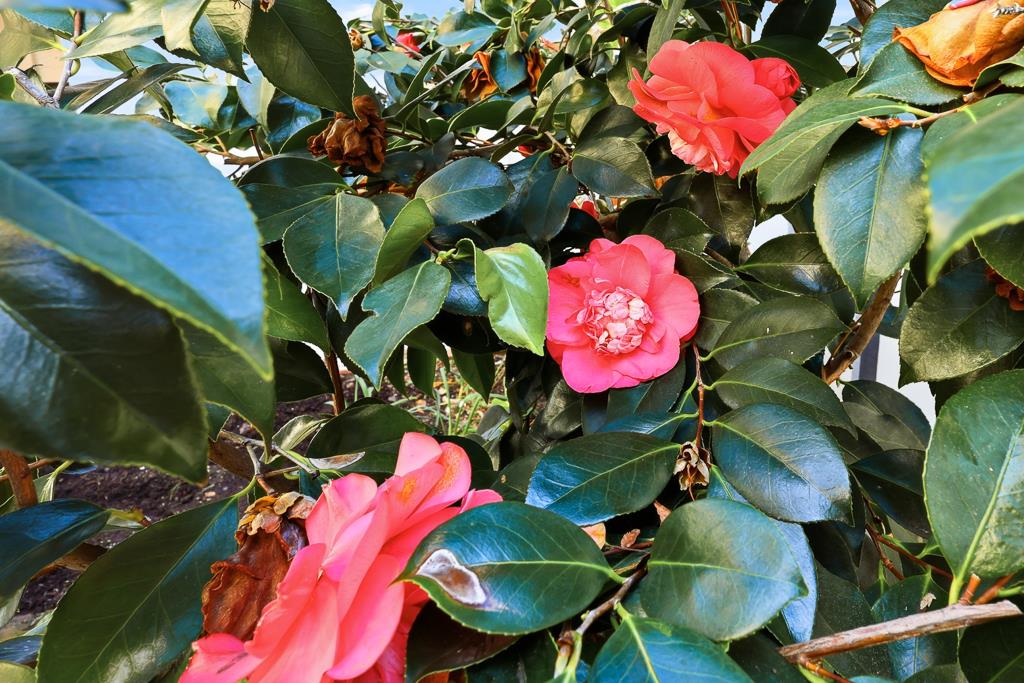 Detail Gallery Image 52 of 78 For 125 Connemara Way #32,  Sunnyvale,  CA 94087 - 2 Beds | 1/1 Baths