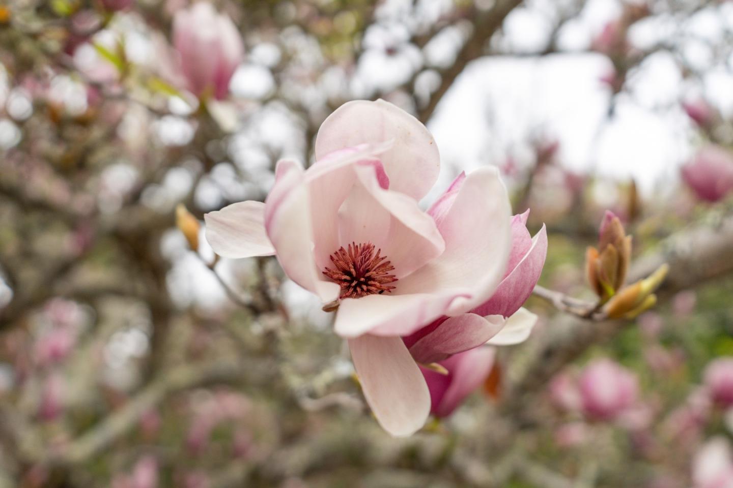 Detail Gallery Image 23 of 61 For 960 Graham Hill Rd, Santa Cruz,  CA 95060 - 2 Beds | 2 Baths