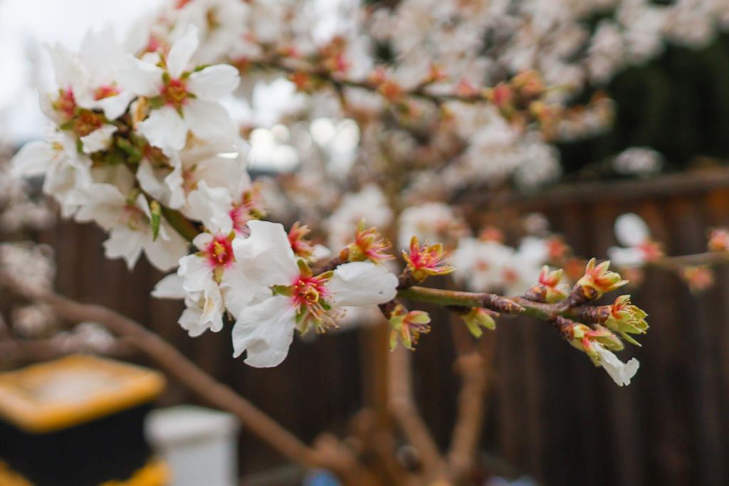 Detail Gallery Image 41 of 56 For 5874 Caleb Ct, Newark,  CA 94560 - 4 Beds | 3/1 Baths