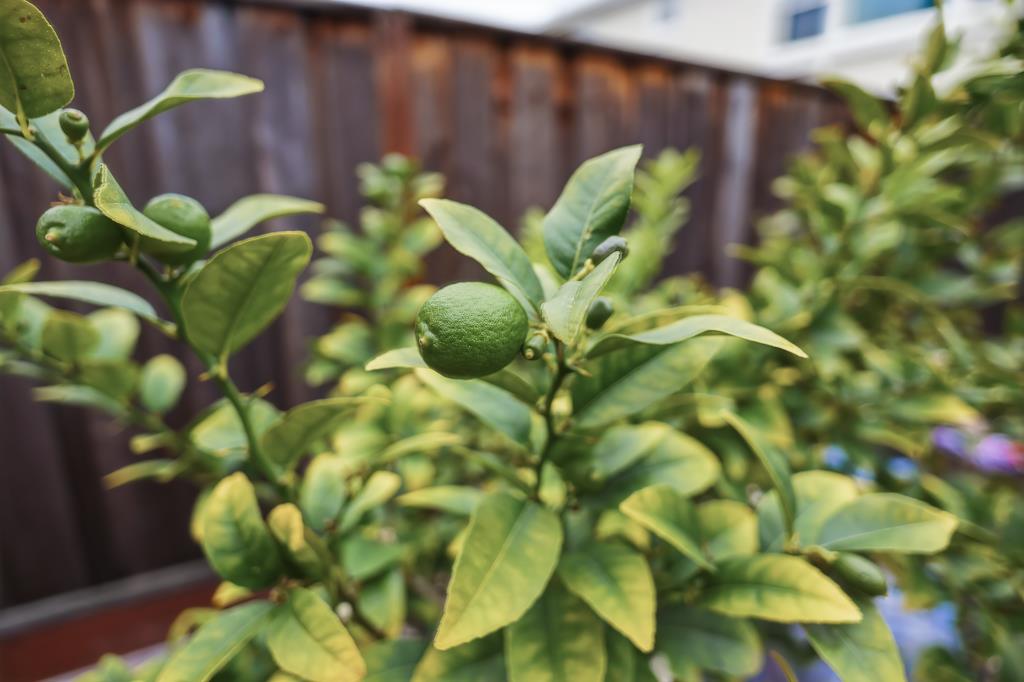 Detail Gallery Image 42 of 56 For 5874 Caleb Ct, Newark,  CA 94560 - 4 Beds | 3/1 Baths