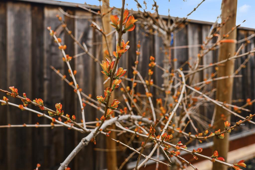 Detail Gallery Image 43 of 56 For 5874 Caleb Ct, Newark,  CA 94560 - 4 Beds | 3/1 Baths