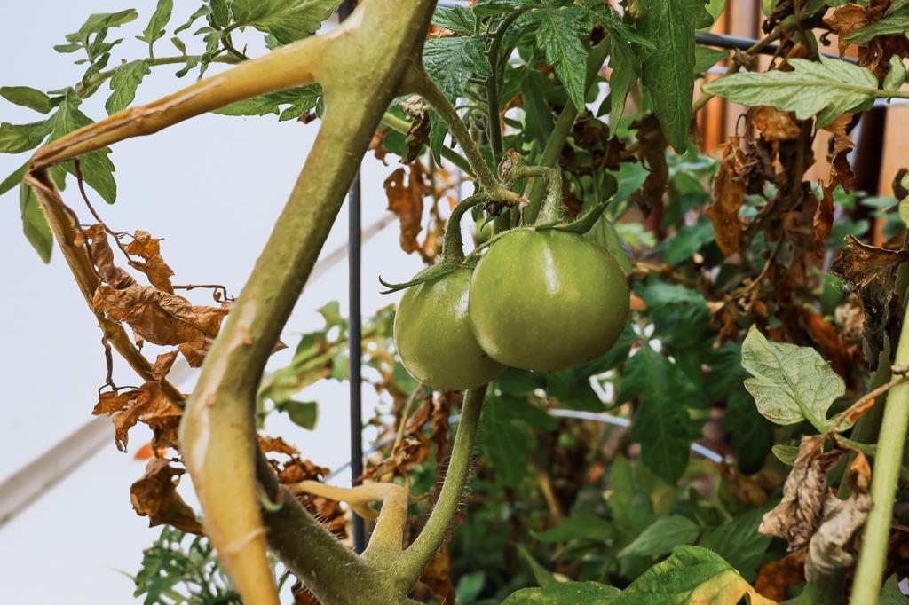 Detail Gallery Image 44 of 56 For 5874 Caleb Ct, Newark,  CA 94560 - 4 Beds | 3/1 Baths