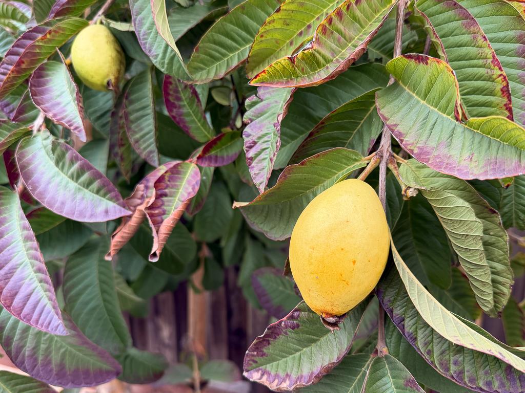 Detail Gallery Image 45 of 56 For 5874 Caleb Ct, Newark,  CA 94560 - 4 Beds | 3/1 Baths