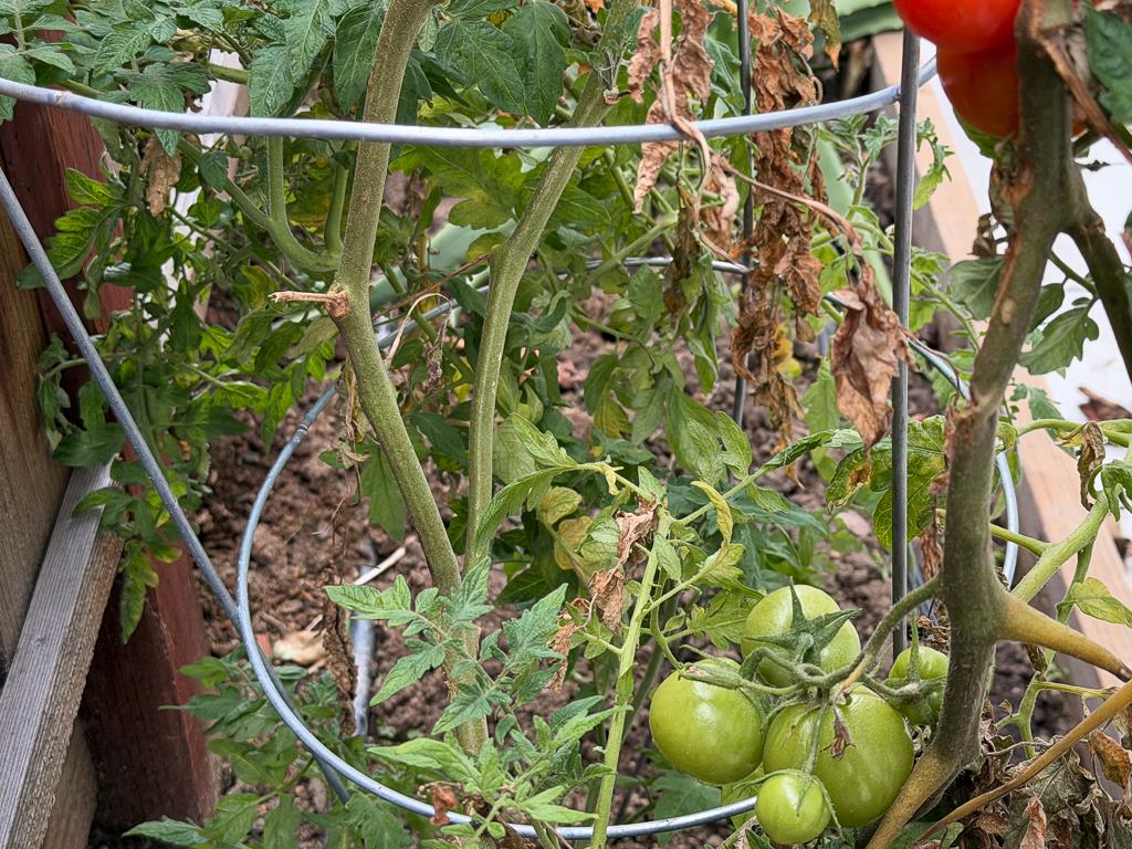 Detail Gallery Image 46 of 56 For 5874 Caleb Ct, Newark,  CA 94560 - 4 Beds | 3/1 Baths