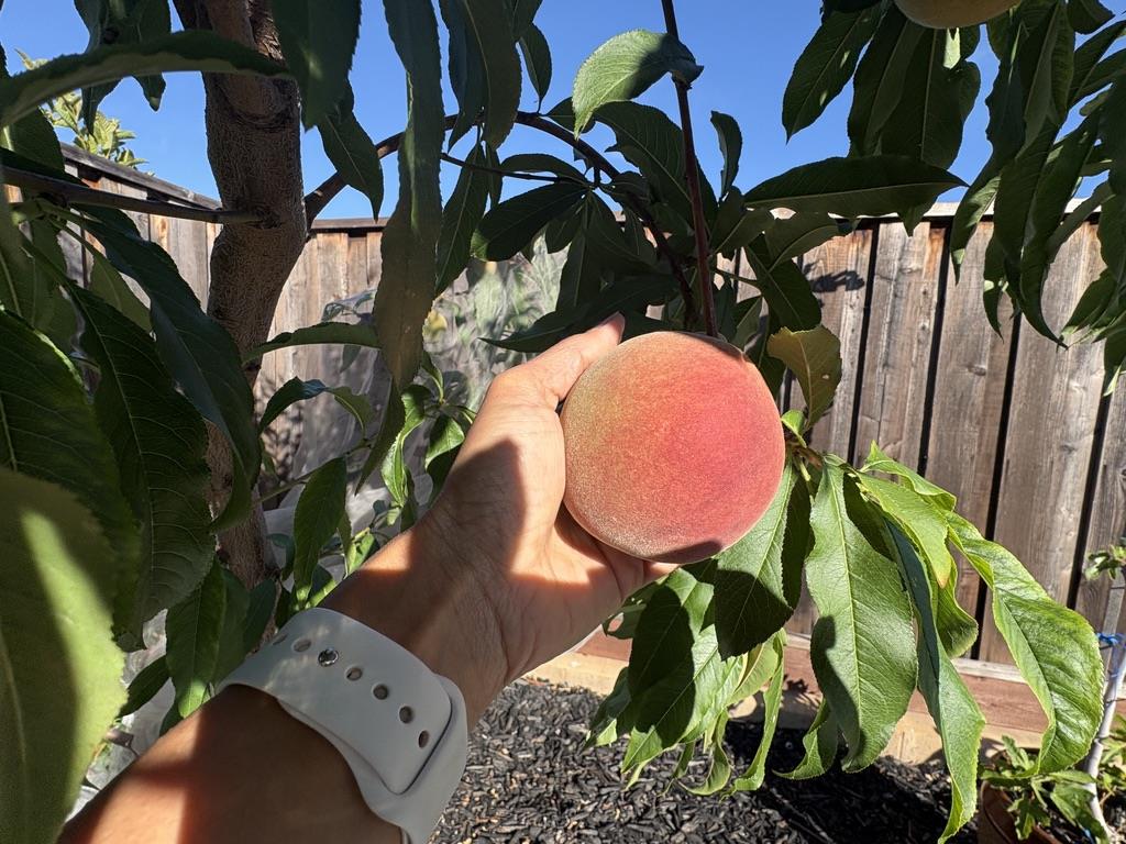 Detail Gallery Image 48 of 56 For 5874 Caleb Ct, Newark,  CA 94560 - 4 Beds | 3/1 Baths