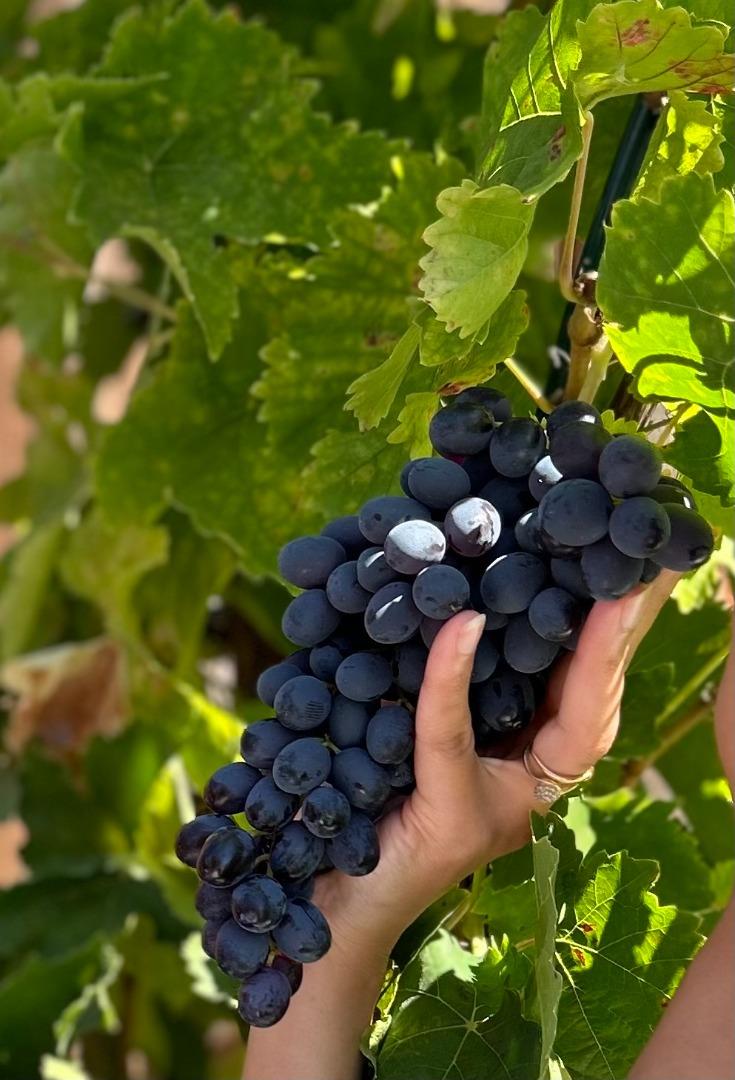 Detail Gallery Image 49 of 56 For 5874 Caleb Ct, Newark,  CA 94560 - 4 Beds | 3/1 Baths