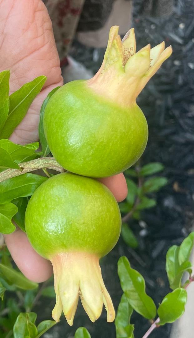 Detail Gallery Image 50 of 56 For 5874 Caleb Ct, Newark,  CA 94560 - 4 Beds | 3/1 Baths