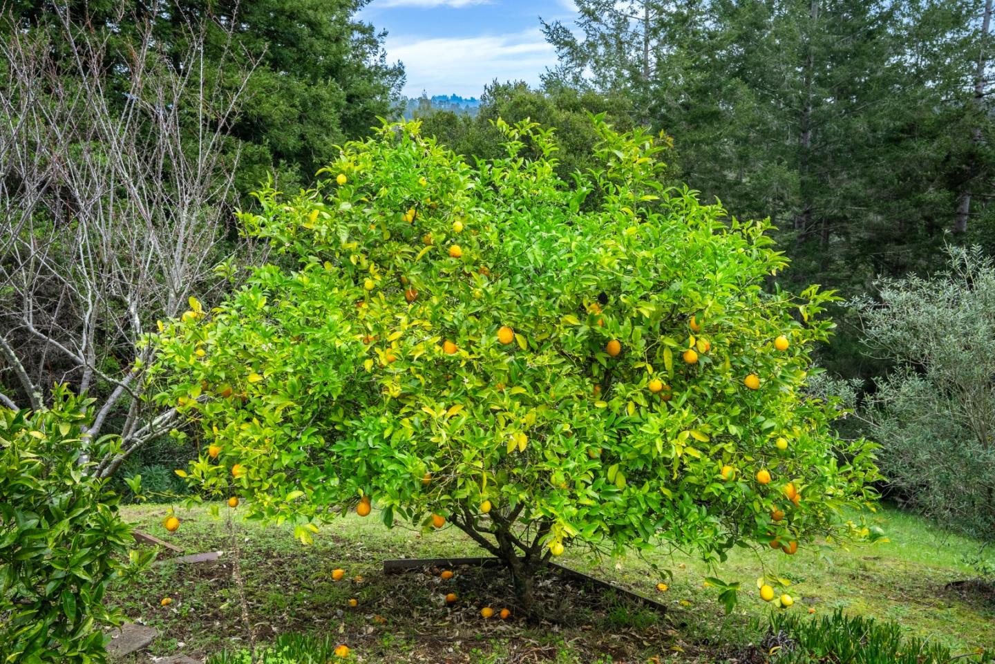 Detail Gallery Image 48 of 66 For 645 Skyward Dr, Aptos,  CA 95003 - 3 Beds | 2 Baths