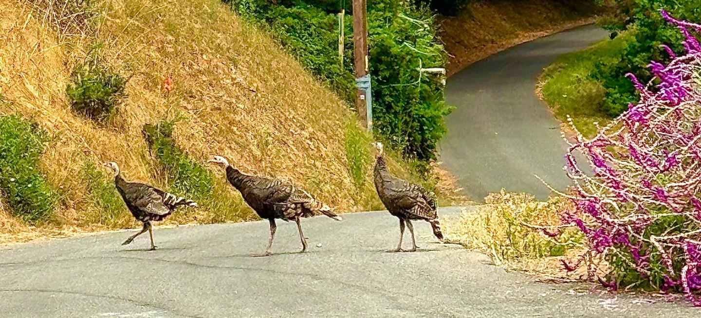 Detail Gallery Image 62 of 66 For 645 Skyward Dr, Aptos,  CA 95003 - 3 Beds | 2 Baths