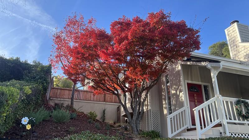 Detail Gallery Image 68 of 68 For 22208 Quinterno Ct, Cupertino,  CA 95014 - 4 Beds | 2/1 Baths