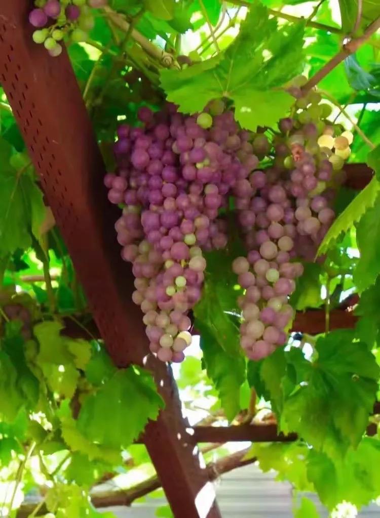 Detail Gallery Image 20 of 25 For 2158 Capitol Park Ct, San Jose,  CA 95132 - 4 Beds | 2/1 Baths