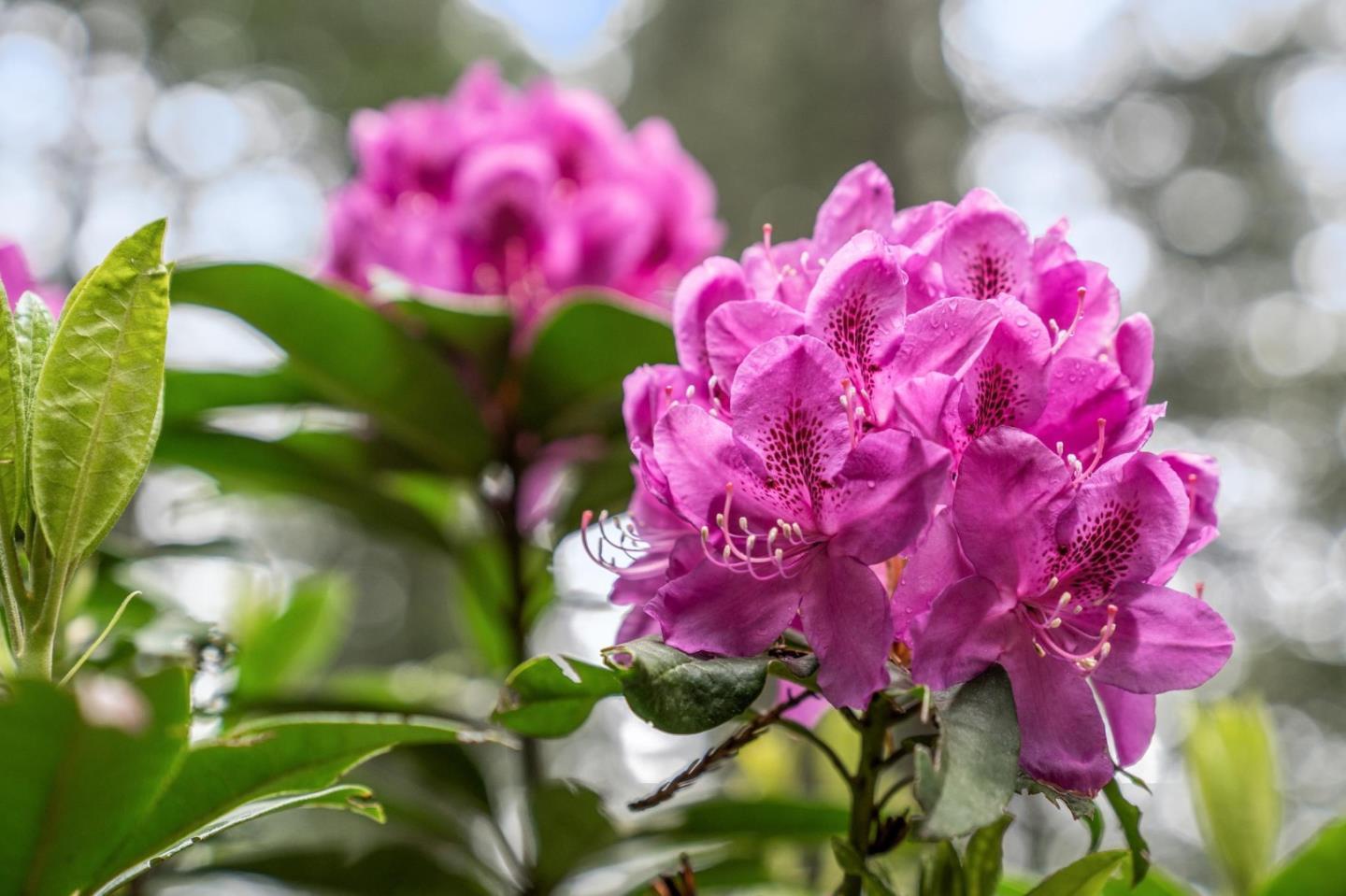 Detail Gallery Image 4 of 78 For 13872 Silver Sky Way, Woodside,  CA 94062 - 3 Beds | 2/1 Baths