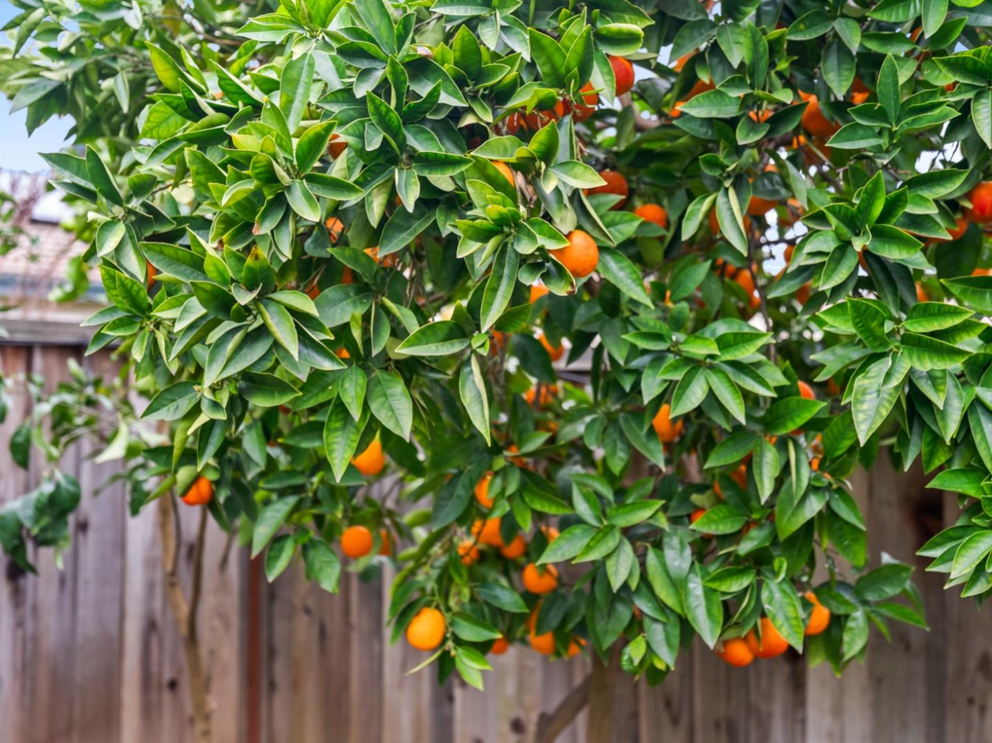 Detail Gallery Image 45 of 53 For 6979 Sessions Dr, San Jose,  CA 95119 - 3 Beds | 2 Baths