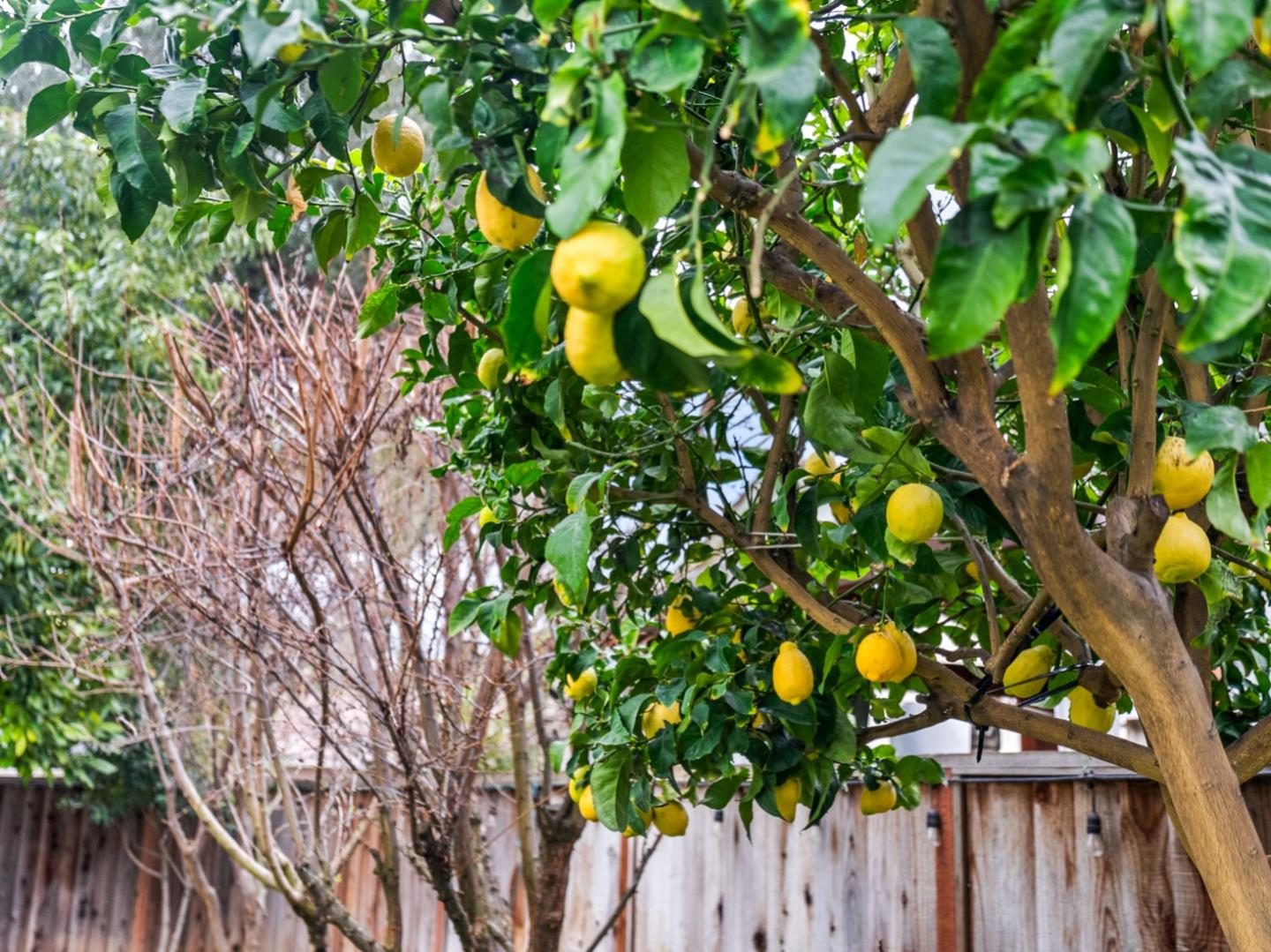 Detail Gallery Image 47 of 53 For 6979 Sessions Dr, San Jose,  CA 95119 - 3 Beds | 2 Baths