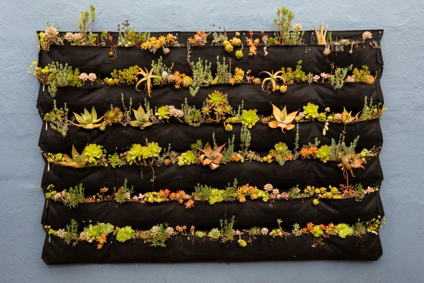 Detail Gallery Image 28 of 33 For 162 W Rosemary St, San Jose,  CA 95110 - 3 Beds | 2 Baths