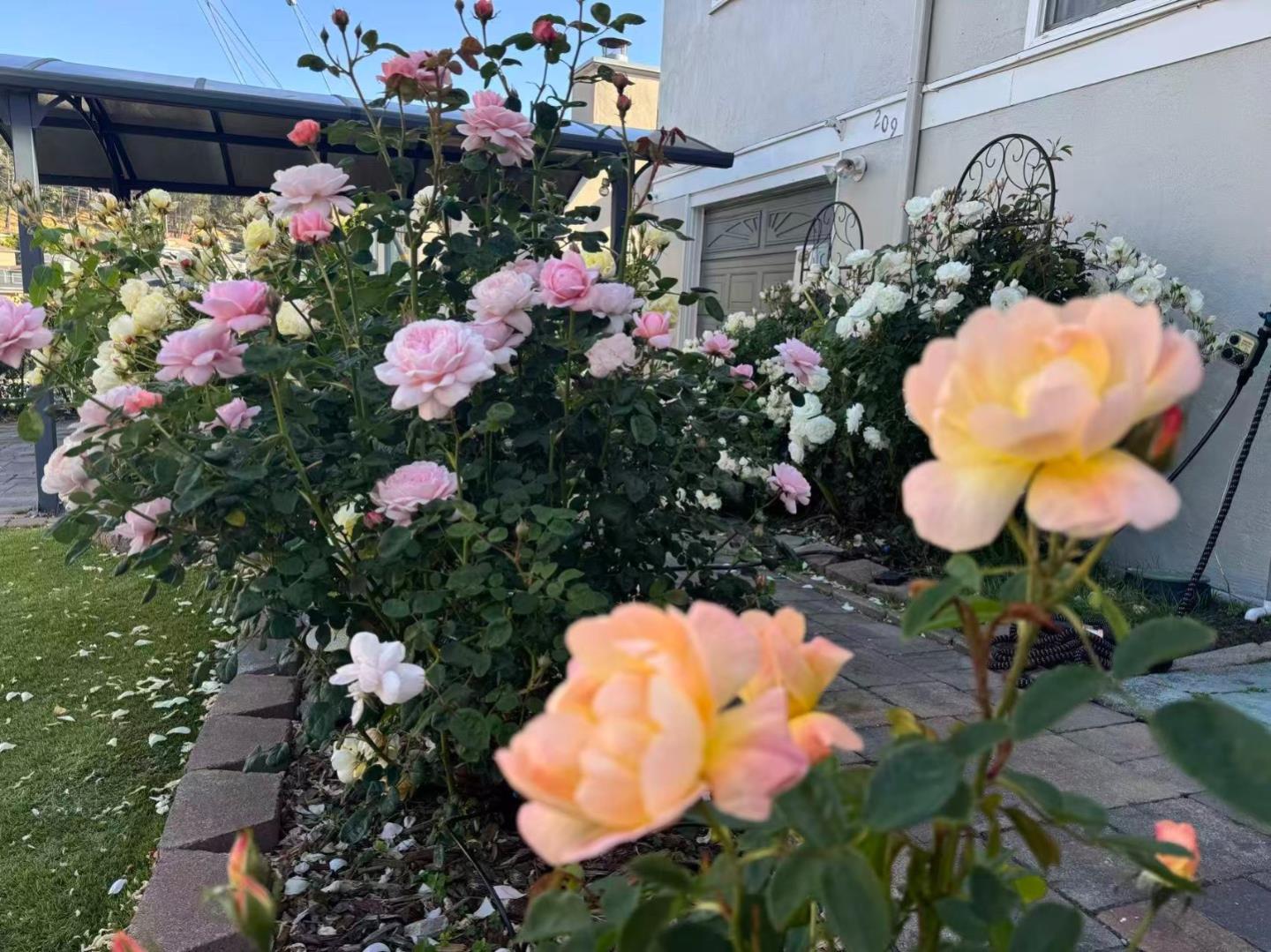 Detail Gallery Image 63 of 70 For 209 Norwich Dr, South San Francisco,  CA 94080 - 4 Beds | 3 Baths