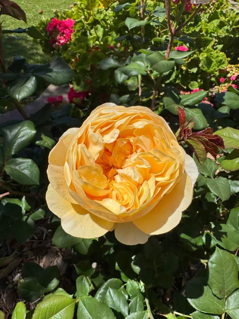 Detail Gallery Image 65 of 70 For 209 Norwich Dr, South San Francisco,  CA 94080 - 4 Beds | 3 Baths