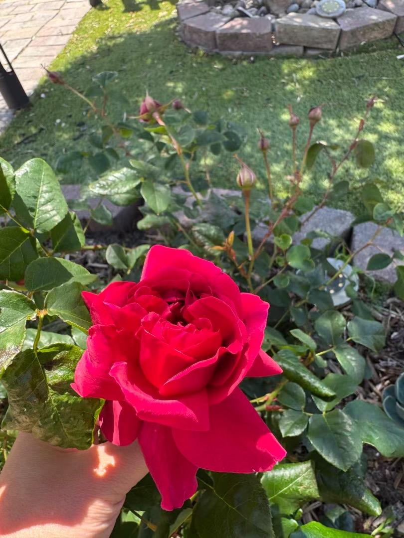 Detail Gallery Image 66 of 70 For 209 Norwich Dr, South San Francisco,  CA 94080 - 4 Beds | 3 Baths