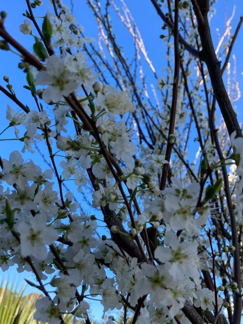 Detail Gallery Image 67 of 70 For 209 Norwich Dr, South San Francisco,  CA 94080 - 4 Beds | 3 Baths