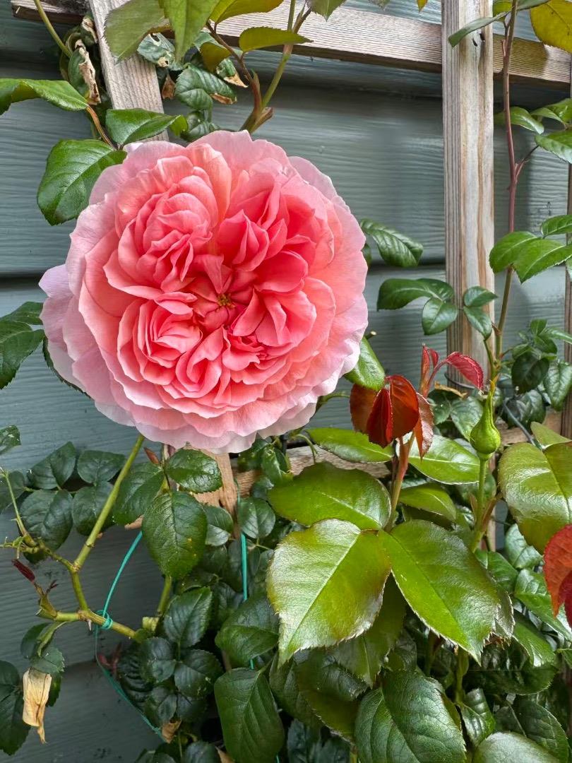 Detail Gallery Image 68 of 70 For 209 Norwich Dr, South San Francisco,  CA 94080 - 4 Beds | 3 Baths