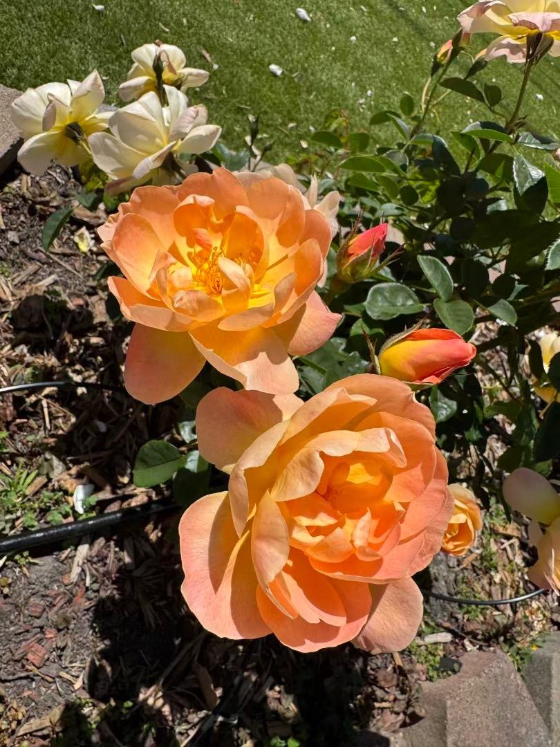 Detail Gallery Image 69 of 70 For 209 Norwich Dr, South San Francisco,  CA 94080 - 4 Beds | 3 Baths