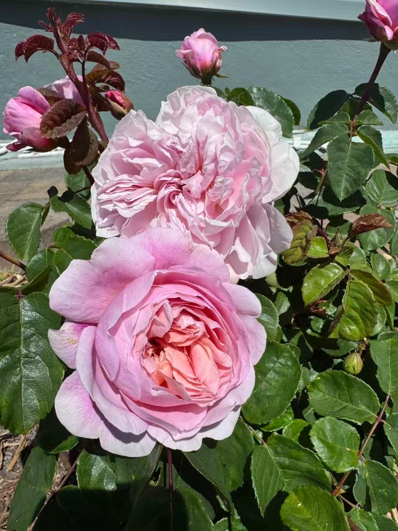 Detail Gallery Image 70 of 70 For 209 Norwich Dr, South San Francisco,  CA 94080 - 4 Beds | 3 Baths