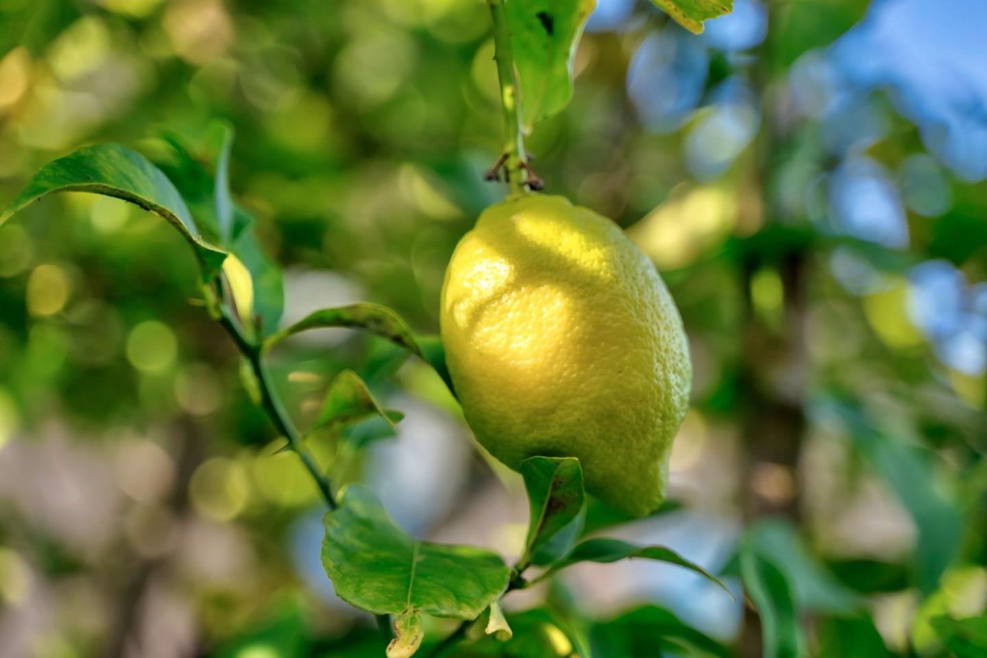 Detail Gallery Image 76 of 122 For 921 Arlington Rd, Redwood City,  CA 94062 - 5 Beds | 3 Baths
