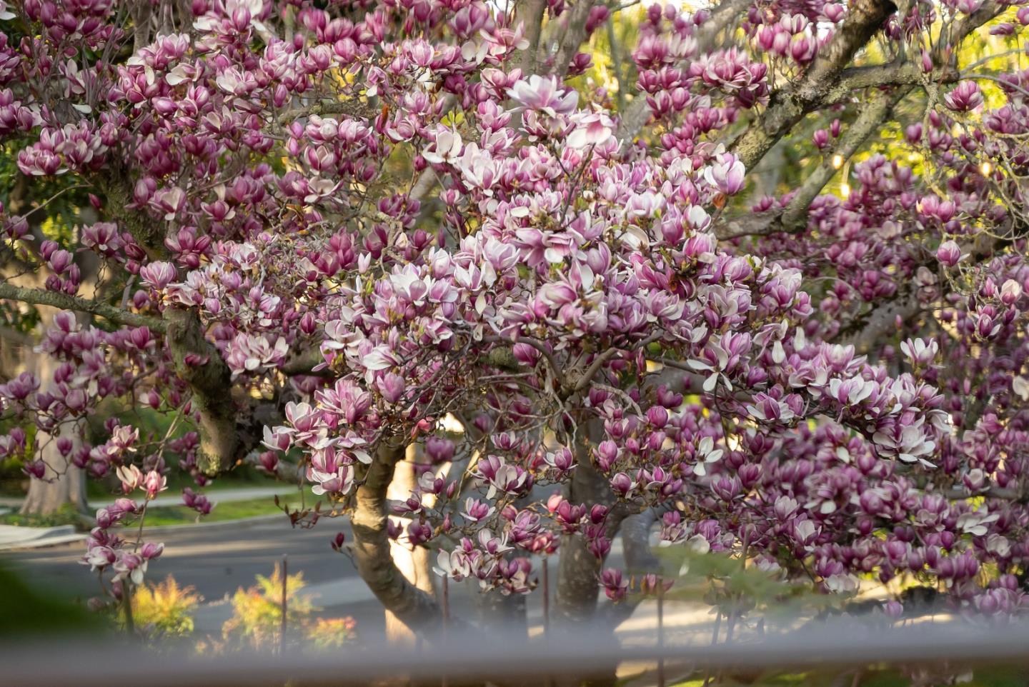 Detail Gallery Image 93 of 122 For 921 Arlington Rd, Redwood City,  CA 94062 - 5 Beds | 3 Baths