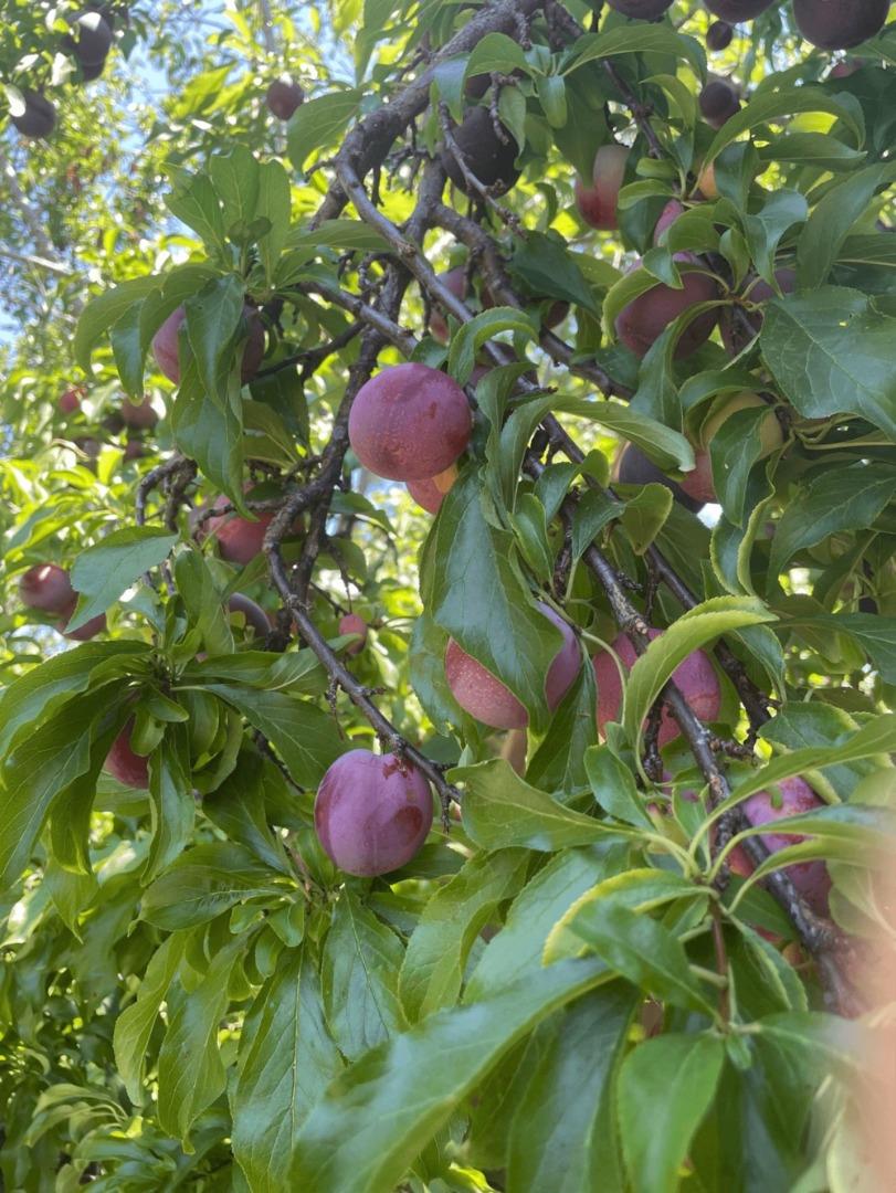 Detail Gallery Image 34 of 43 For 6270 Tweedholm Ct, San Jose,  CA 95120 - 5 Beds | 2/1 Baths