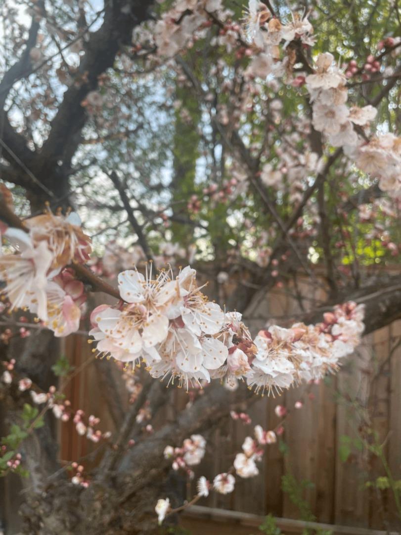 Detail Gallery Image 35 of 43 For 6270 Tweedholm Ct, San Jose,  CA 95120 - 5 Beds | 2/1 Baths