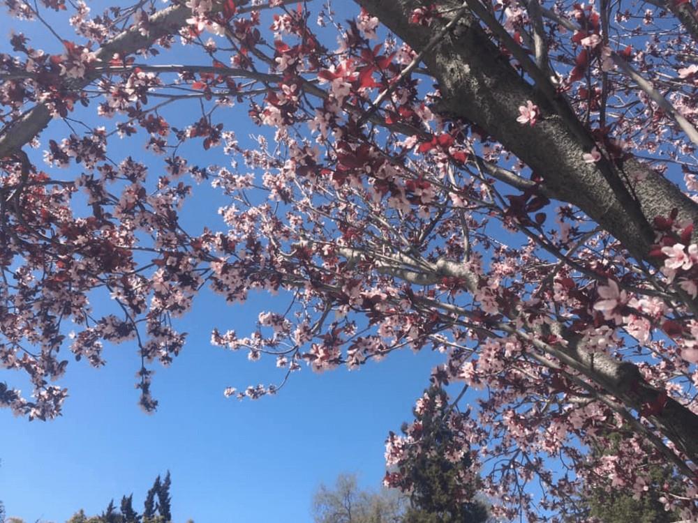 Detail Gallery Image 36 of 43 For 6270 Tweedholm Ct, San Jose,  CA 95120 - 5 Beds | 2/1 Baths