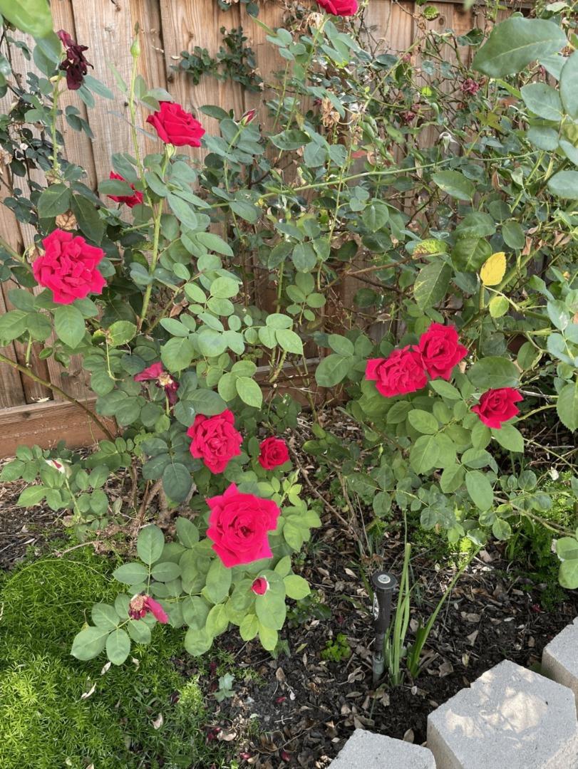 Detail Gallery Image 37 of 43 For 6270 Tweedholm Ct, San Jose,  CA 95120 - 5 Beds | 2/1 Baths