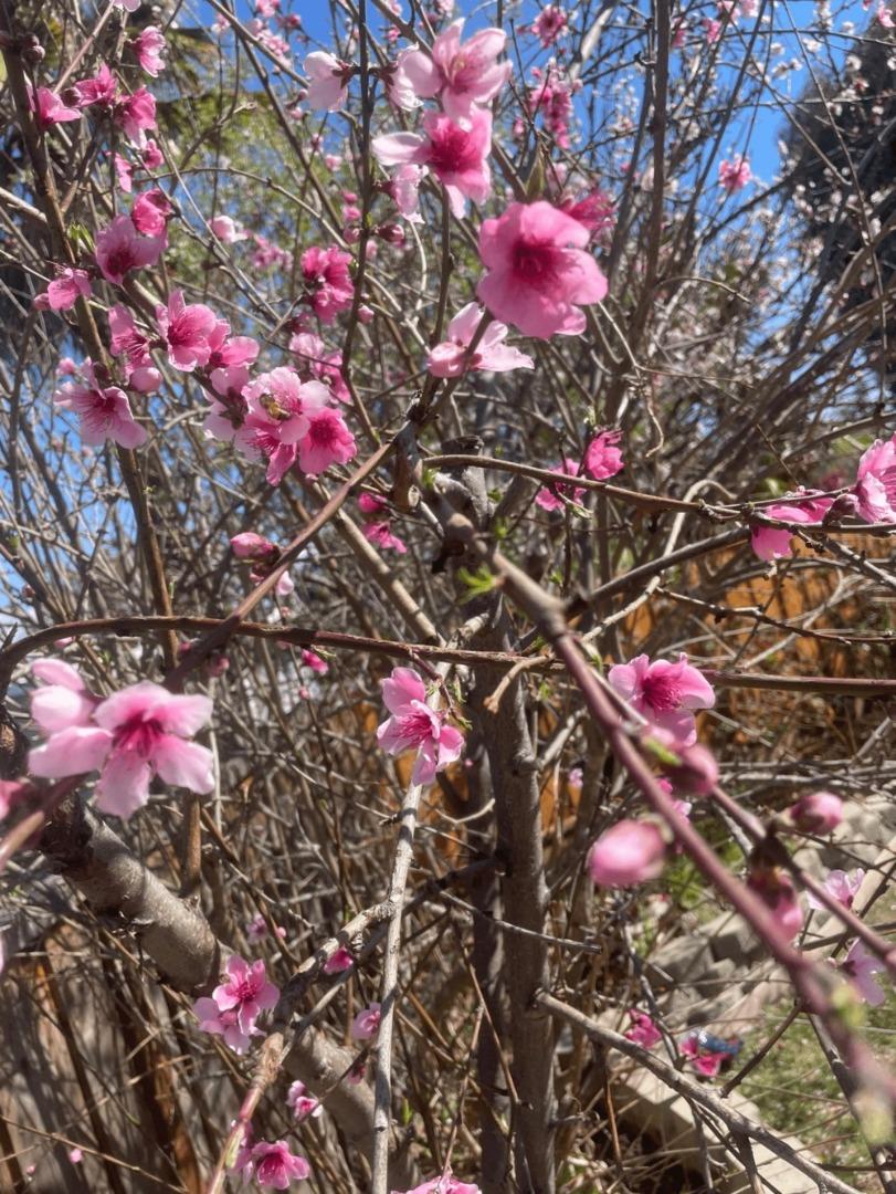 Detail Gallery Image 38 of 43 For 6270 Tweedholm Ct, San Jose,  CA 95120 - 5 Beds | 2/1 Baths