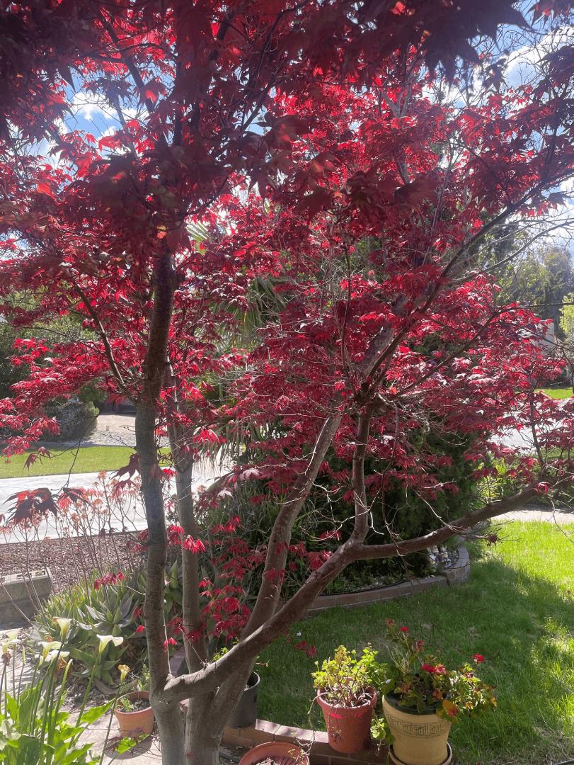 Detail Gallery Image 40 of 43 For 6270 Tweedholm Ct, San Jose,  CA 95120 - 5 Beds | 2/1 Baths