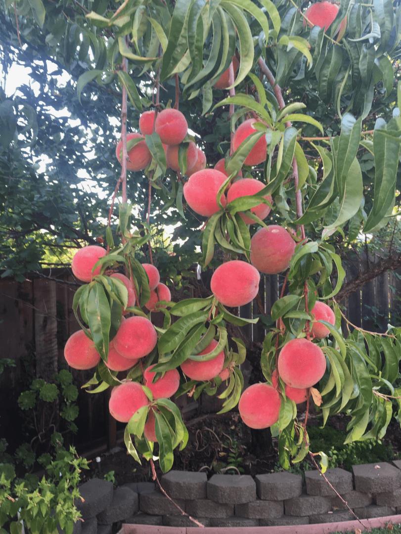 Detail Gallery Image 41 of 43 For 6270 Tweedholm Ct, San Jose,  CA 95120 - 5 Beds | 2/1 Baths