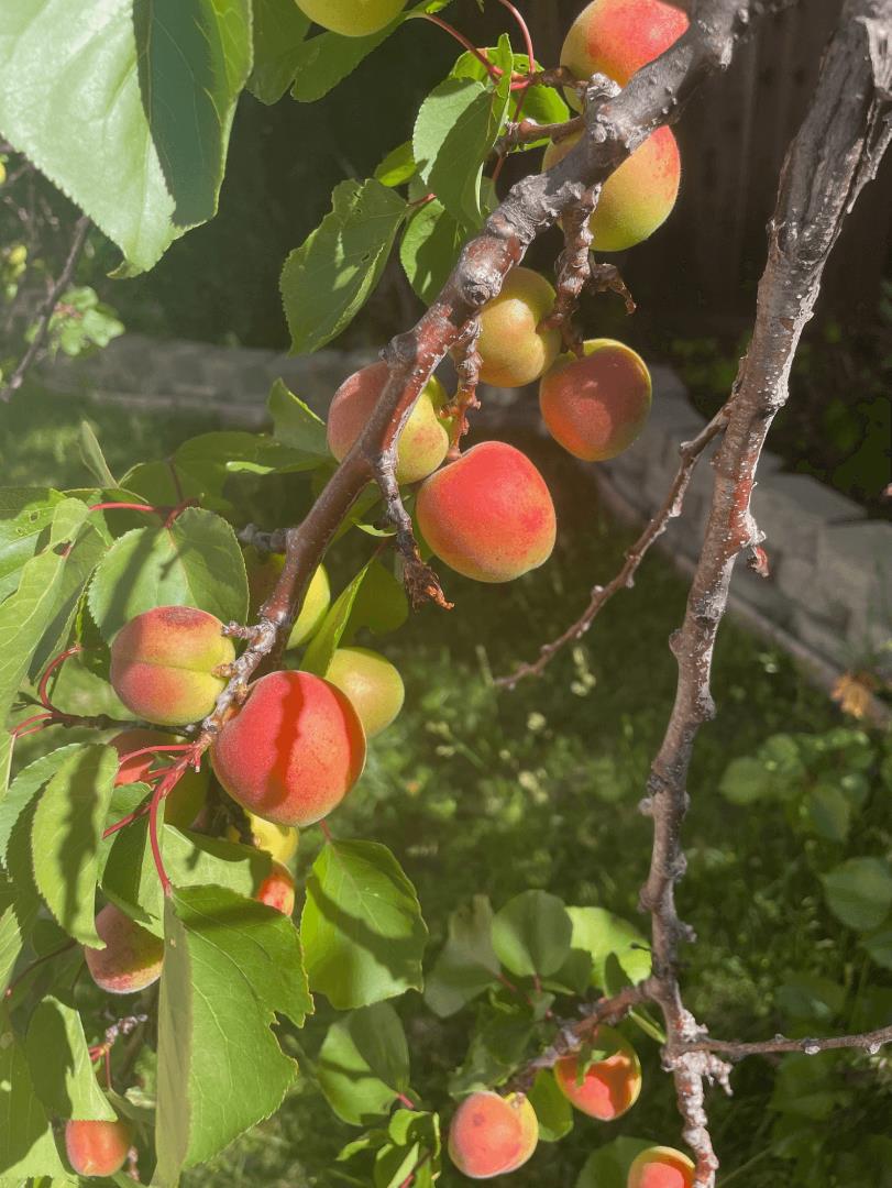 Detail Gallery Image 43 of 43 For 6270 Tweedholm Ct, San Jose,  CA 95120 - 5 Beds | 2/1 Baths
