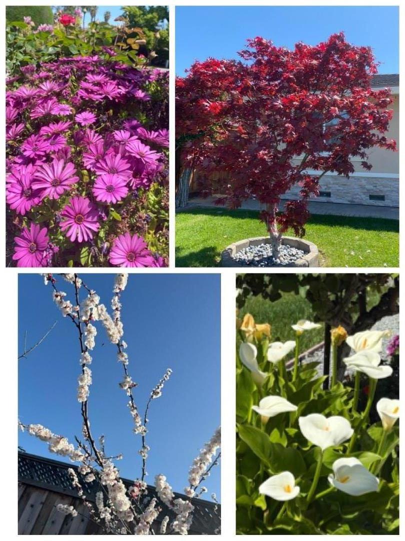 Detail Gallery Image 46 of 53 For 2644 Maplewood Ln, Santa Clara,  CA 95051 - 4 Beds | 3 Baths