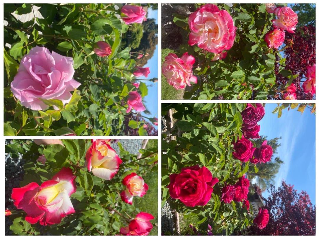 Detail Gallery Image 47 of 53 For 2644 Maplewood Ln, Santa Clara,  CA 95051 - 4 Beds | 3 Baths