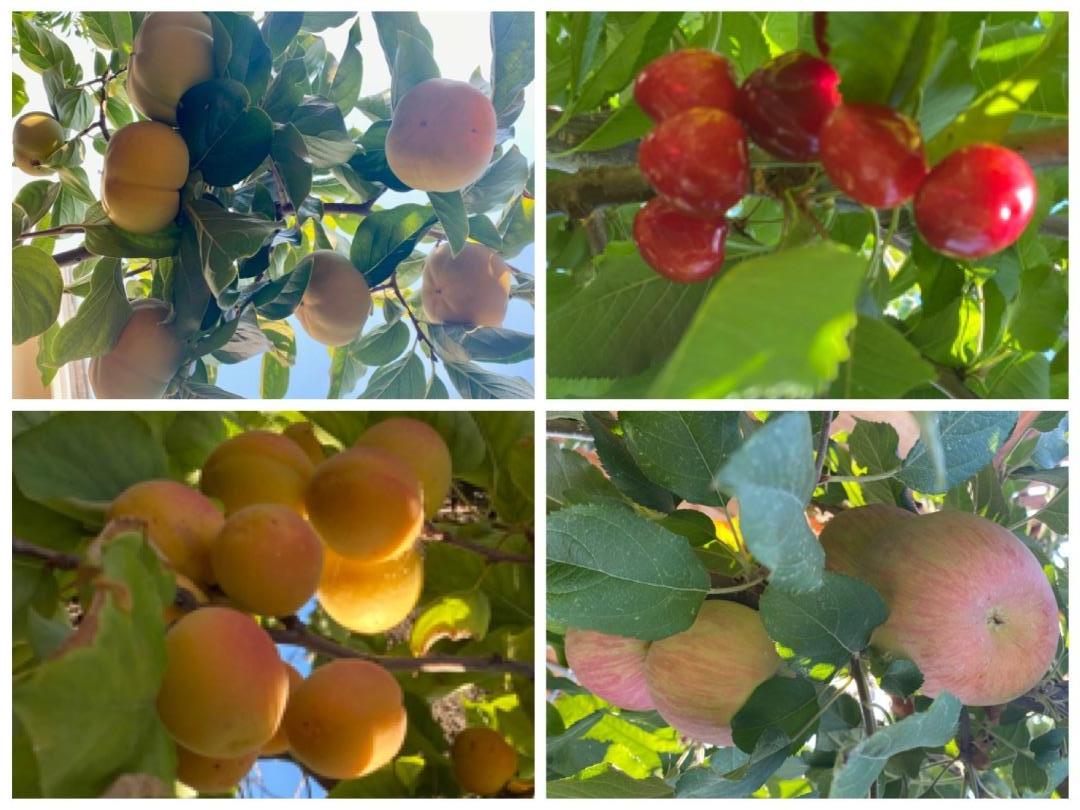 Detail Gallery Image 48 of 53 For 2644 Maplewood Ln, Santa Clara,  CA 95051 - 4 Beds | 3 Baths