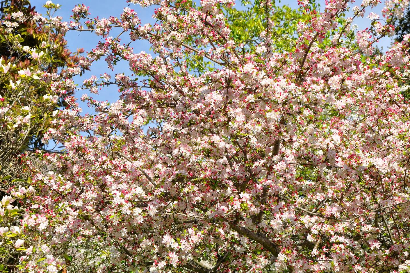 Detail Gallery Image 10 of 44 For 457 Monterey Dr, Aptos,  CA 95003 - 3 Beds | 2/1 Baths